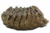 Fossil Southern Mammoth Lower M Molar - Hungary #337189-5